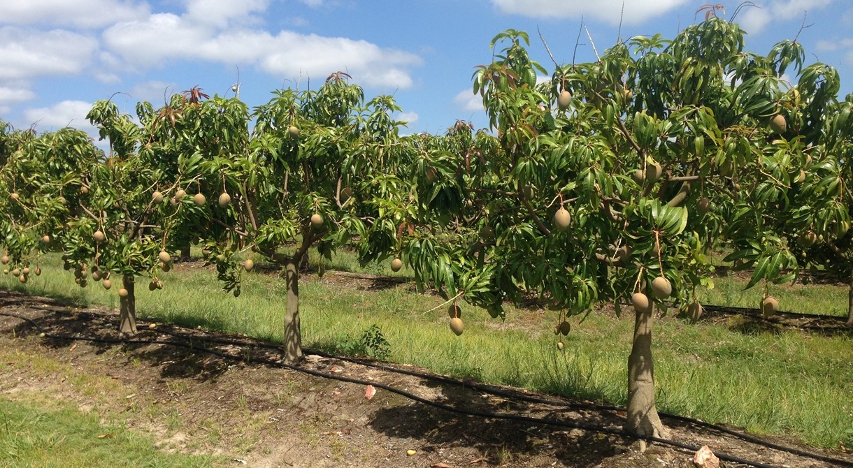 Mangoes - KEMPER FARMS